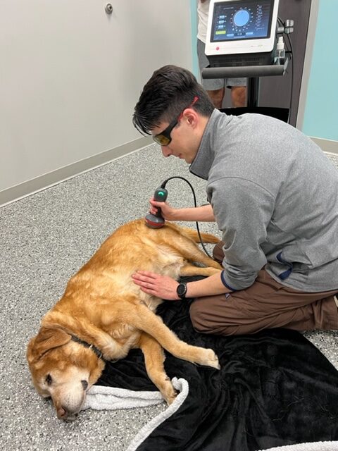 Laser Therapy Session