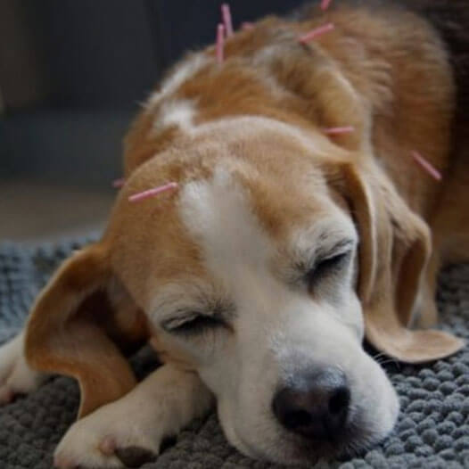 Acupuncture for Dogs, Cats & Equines Stevensville, MI Village Vet